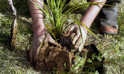 Riparian Planting