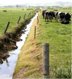 Drains on Ruawai flats