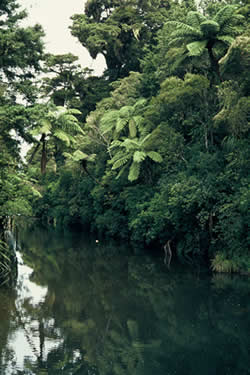 Trounson Kauri Park