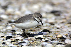 Wrybill Plover